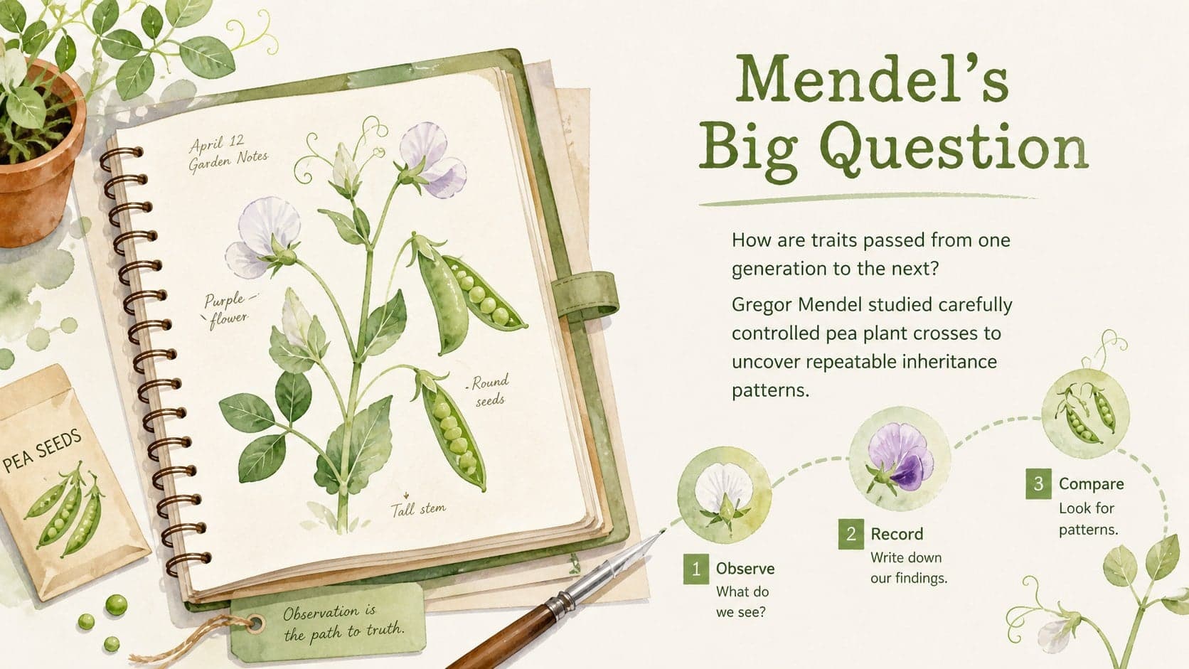 Mendelian inheritance classroom presentation slide introducing Gregor Mendel and his pea experiments.