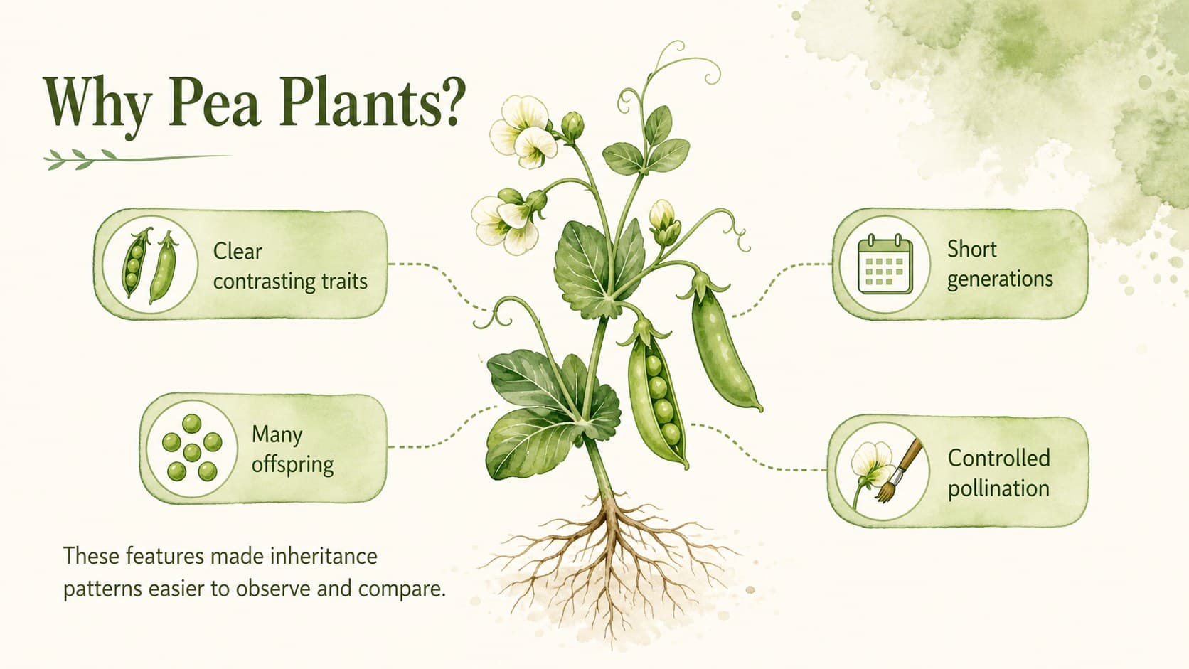 Pea plant genetics slide explaining why Mendel selected peas for inheritance experiments.