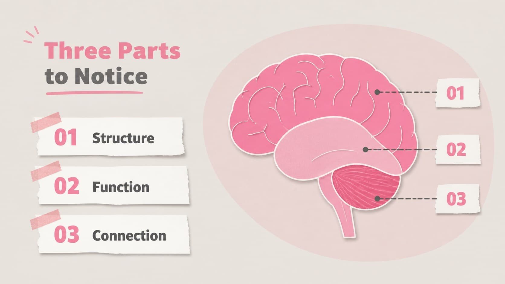 Brain anatomy concept slide with labeled sections designed for an editable psychology presentation.