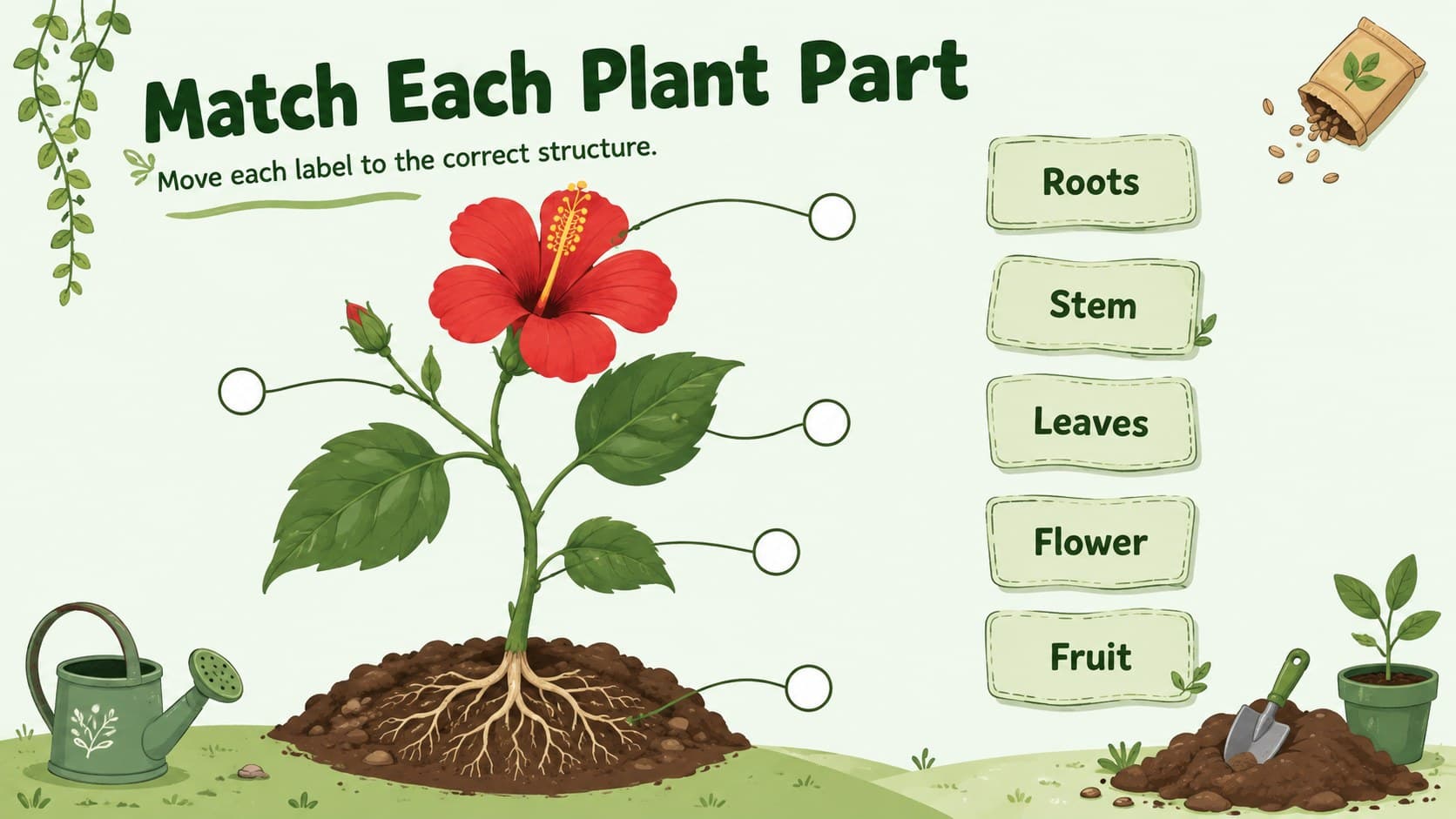 Illustrated plant parts matching activity with movable labels for roots, stem, leaves, flower, and fruit.