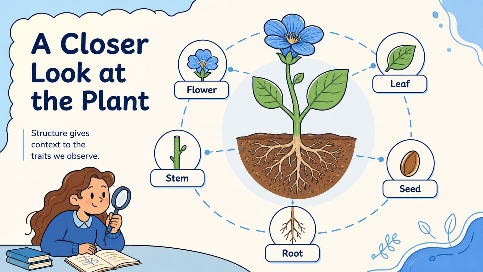 Botany lesson slide presenting a labeled plant anatomy illustration beside concise genetics notes.
