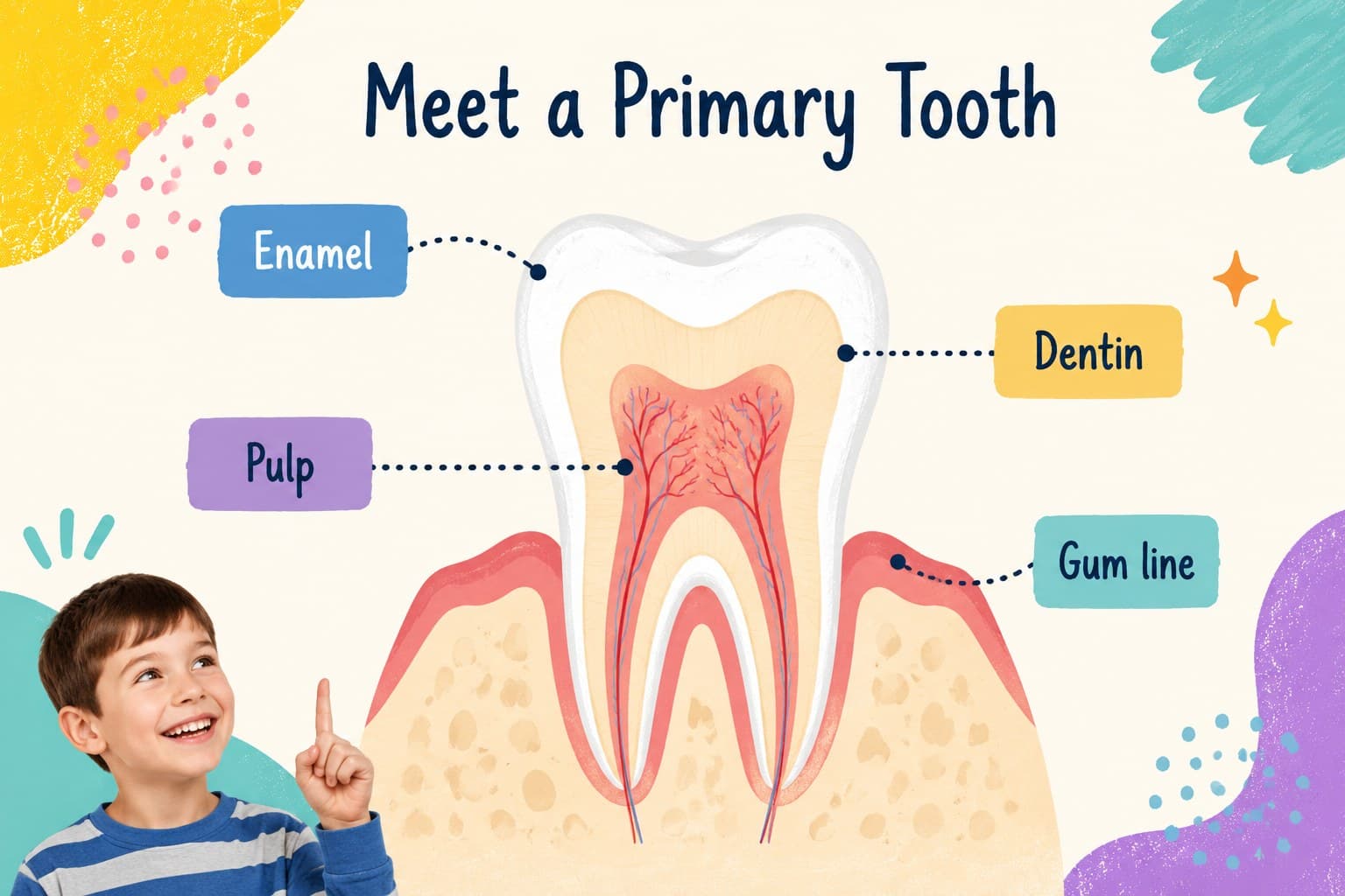 Primary tooth anatomy slide with labeled sections and colorful hand-drawn dental illustrations.
