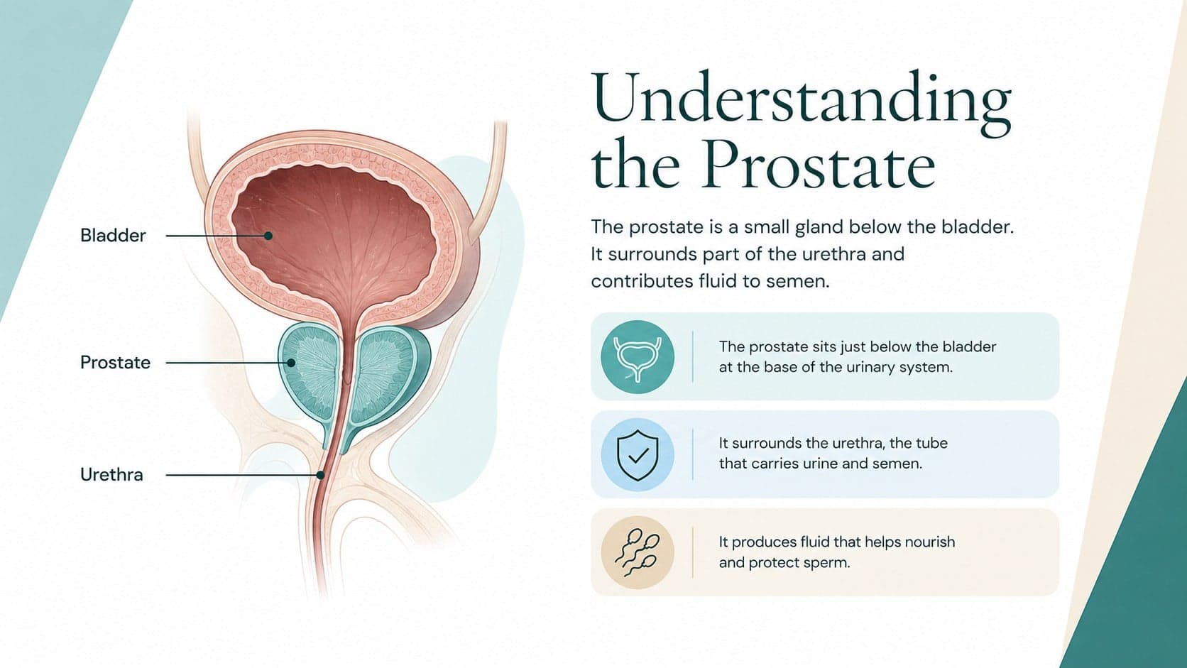 Prostate anatomy teaching slide showing gland location and function in a men's health lesson presentation.
