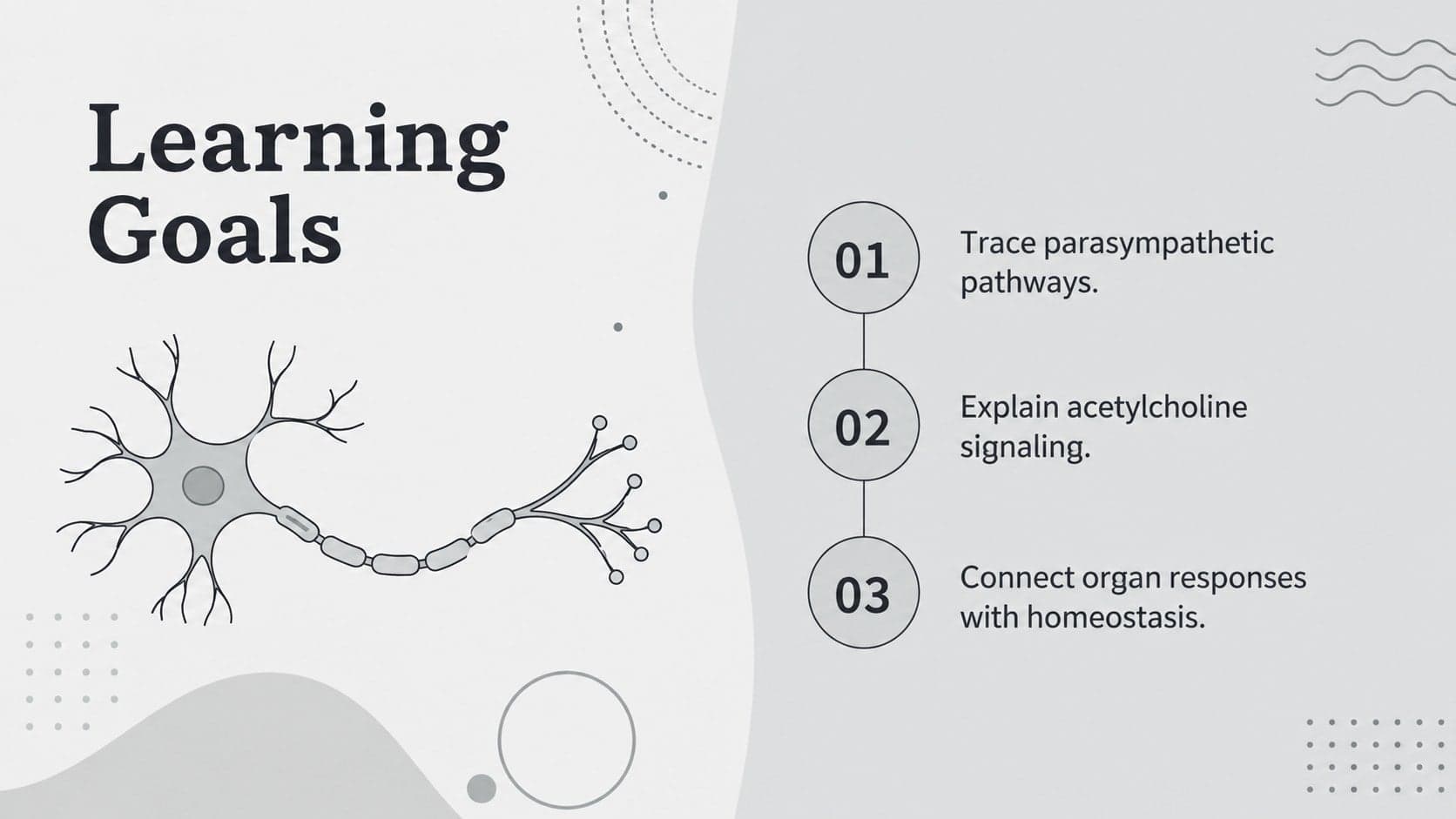Grey medical education slide outlining learning goals for a parasympathetic nervous system lesson.