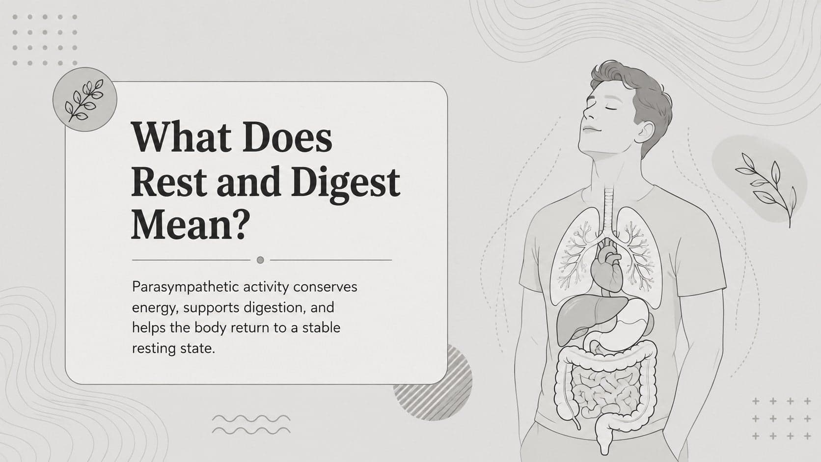 Illustrated autonomic nervous system lecture slide explaining the rest-and-digest response.