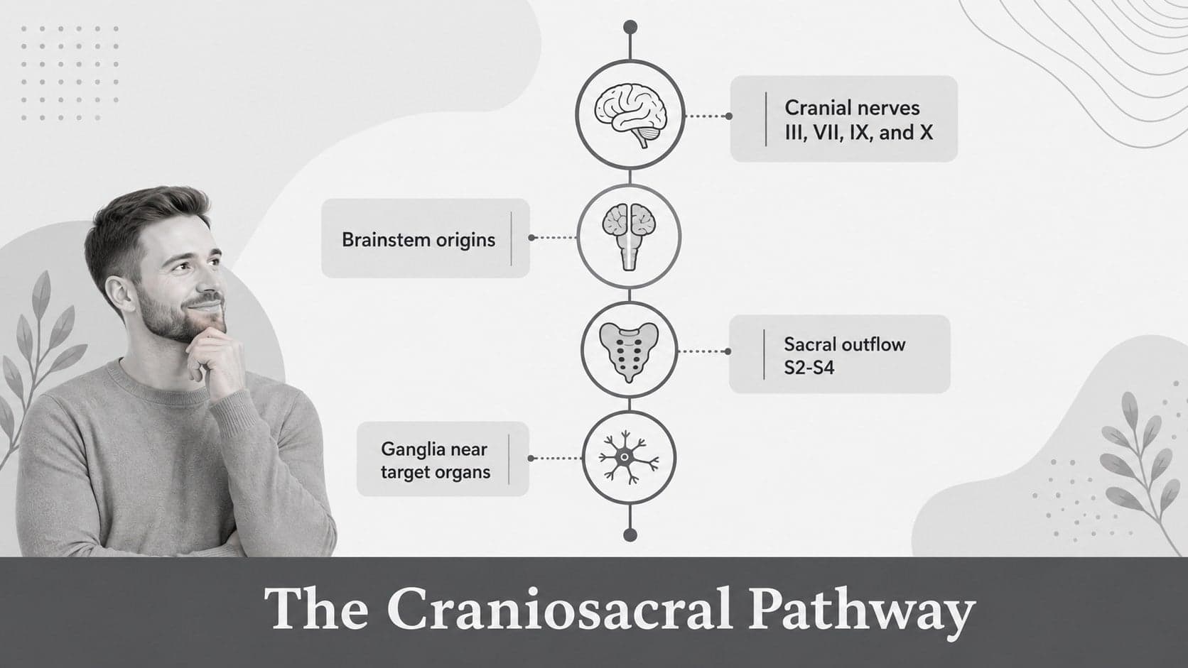 Parasympathetic pathway diagram showing cranial nerves and sacral outflow in a grey illustrated layout.