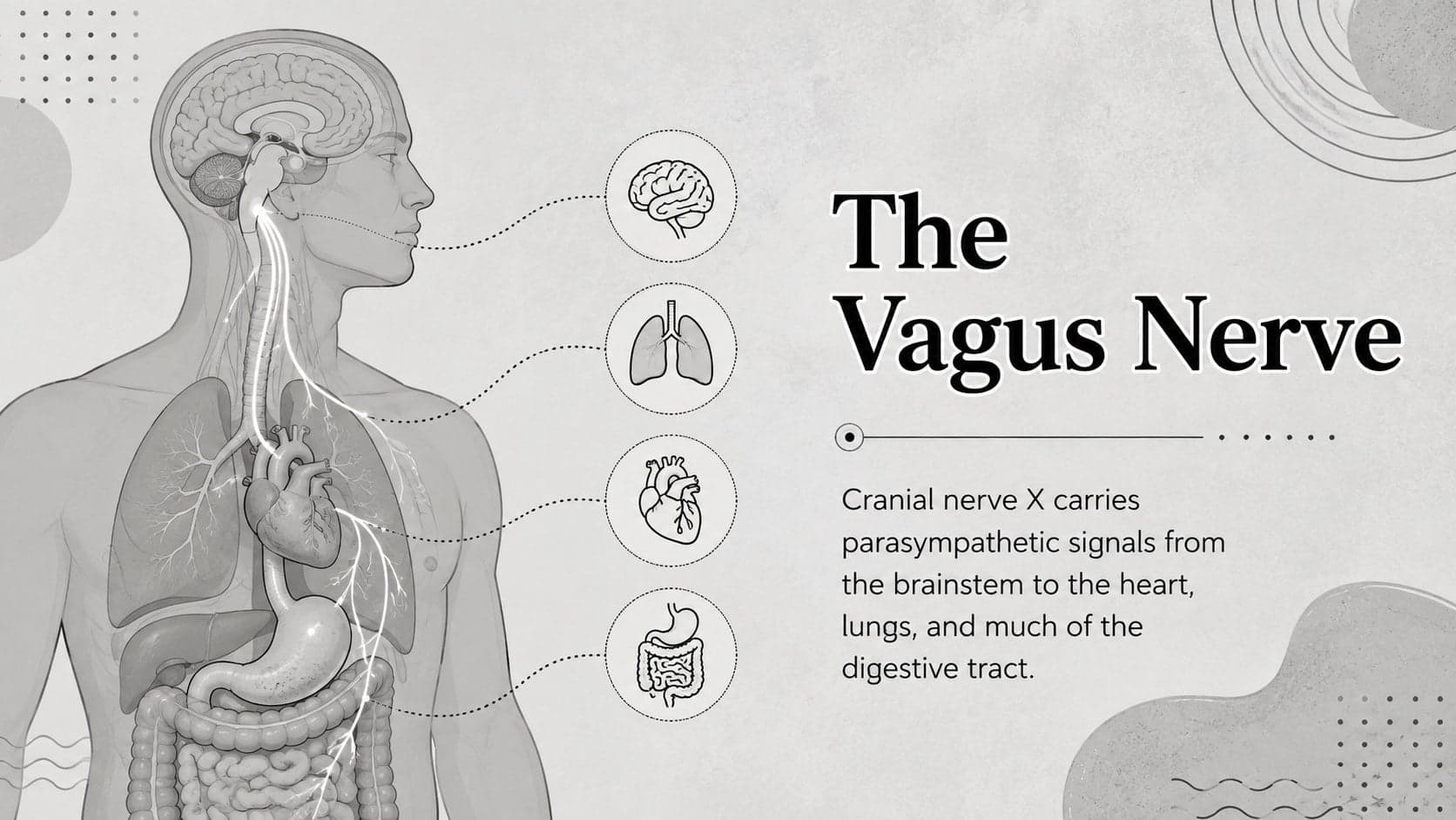 Vagus nerve teaching presentation slide mapping signals from the brainstem to major organs.
