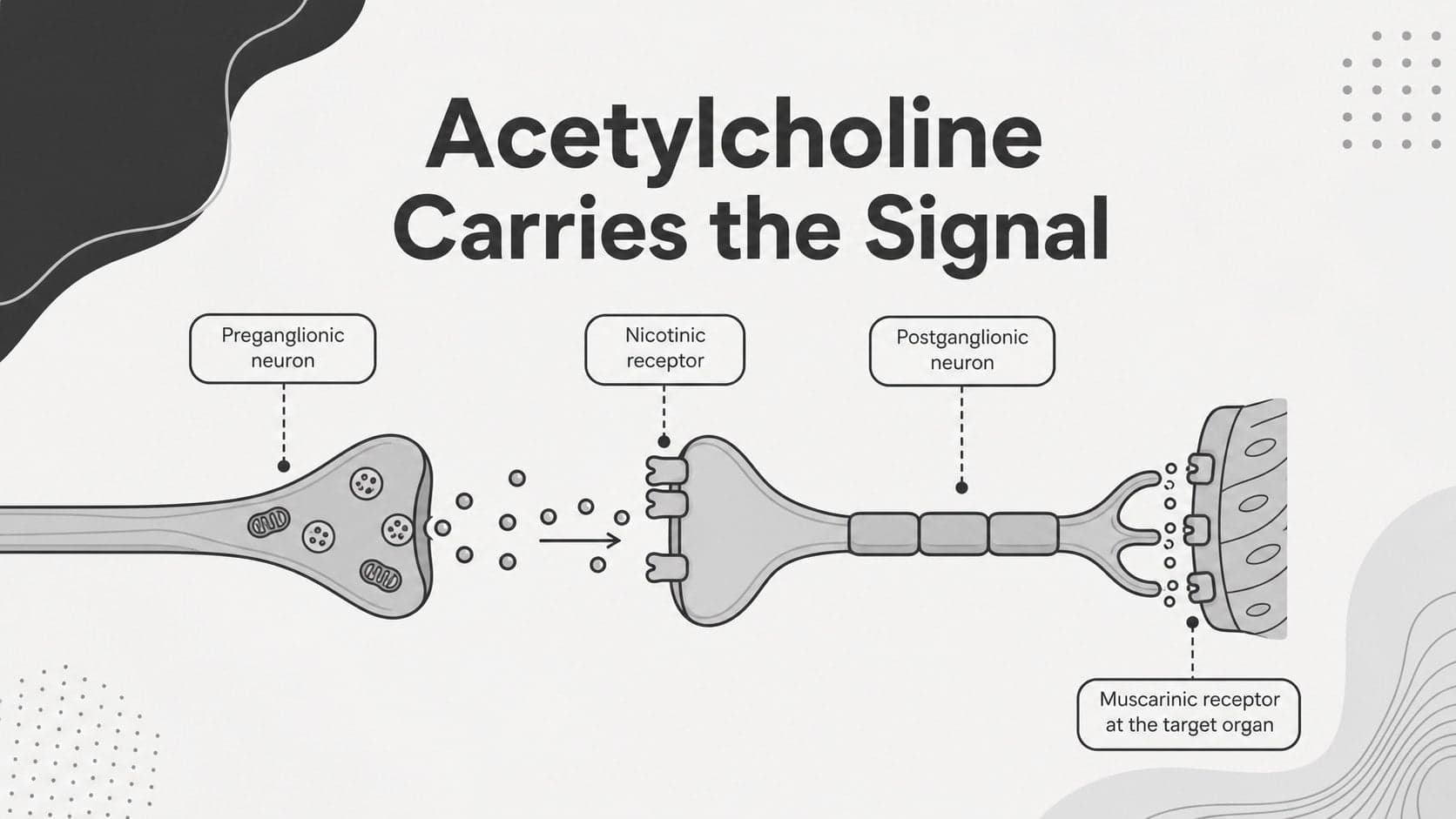 Medical physiology slide illustrating acetylcholine transmission at parasympathetic synapses.
