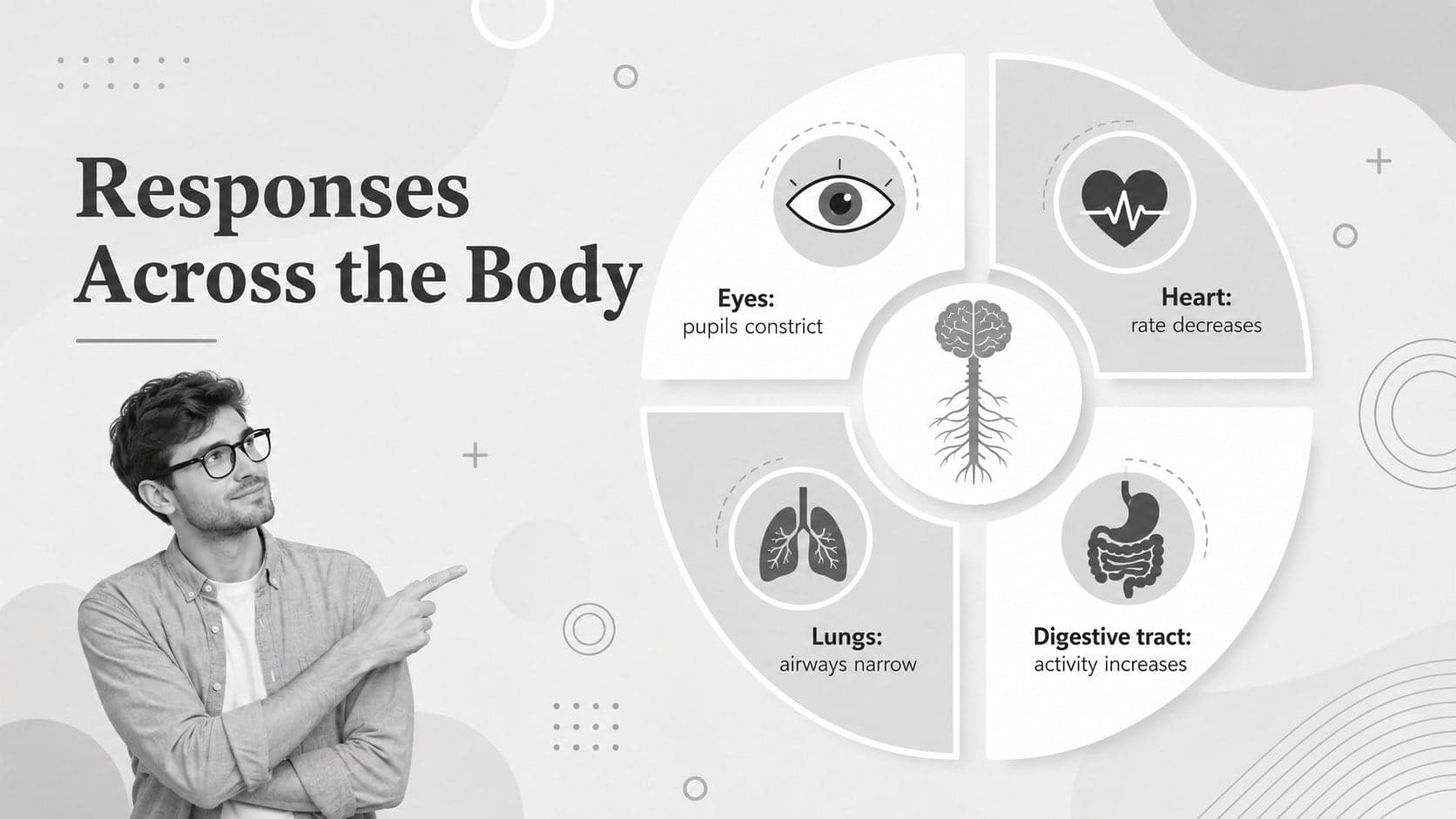 Grey organ response chart summarizing parasympathetic effects on the eyes, heart, lungs, and digestive system.