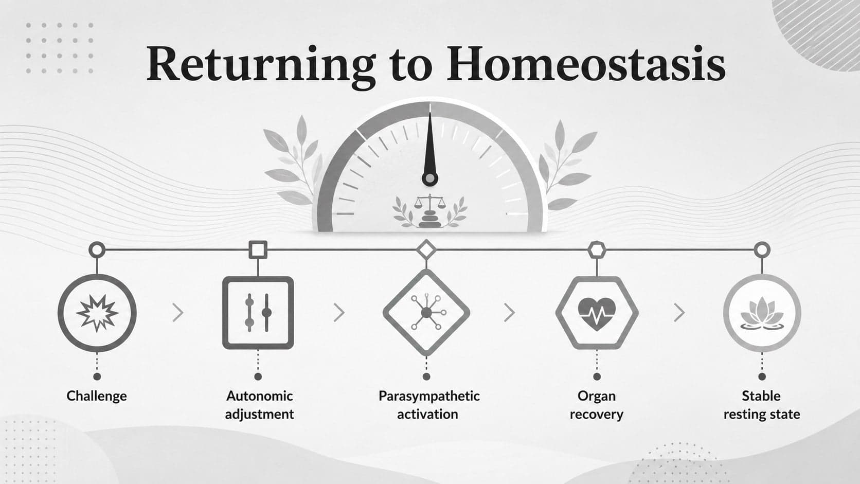 Homeostasis process slide showing the transition from stress response to parasympathetic recovery.