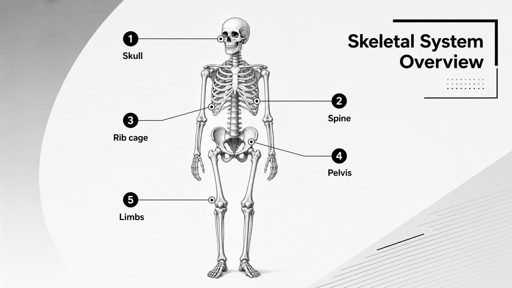 Skeletal system overview slide introducing major bone groups for a classroom anatomy presentation.