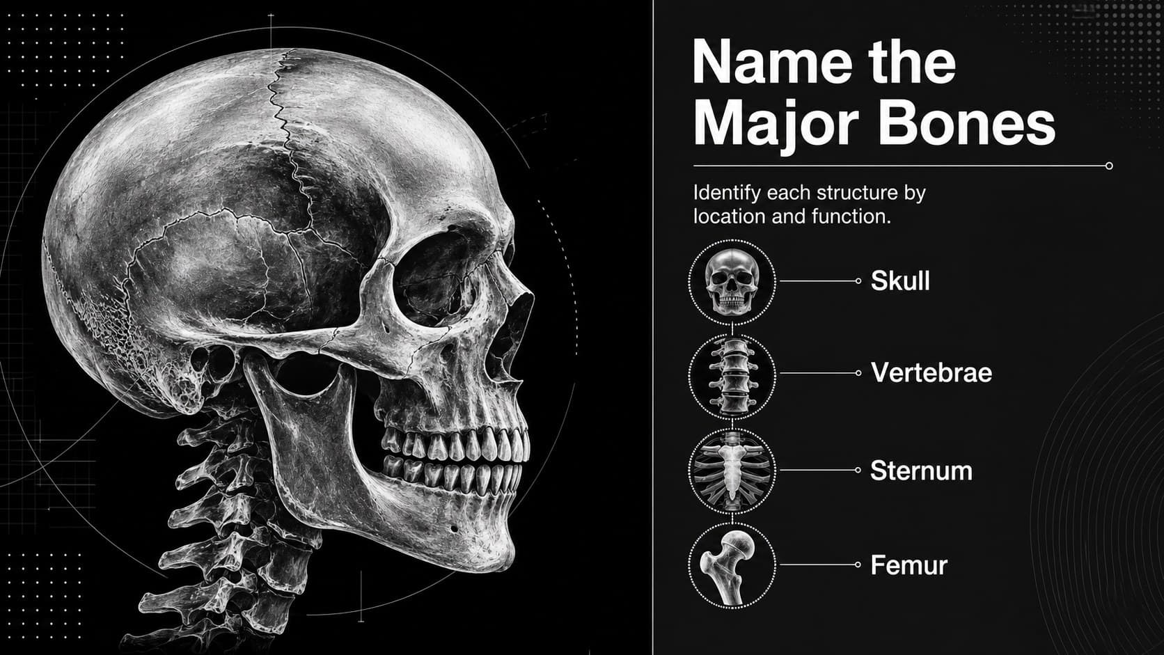 Bone labeling slide showing the skull, vertebrae, sternum, and femur in a high-contrast anatomy layout.