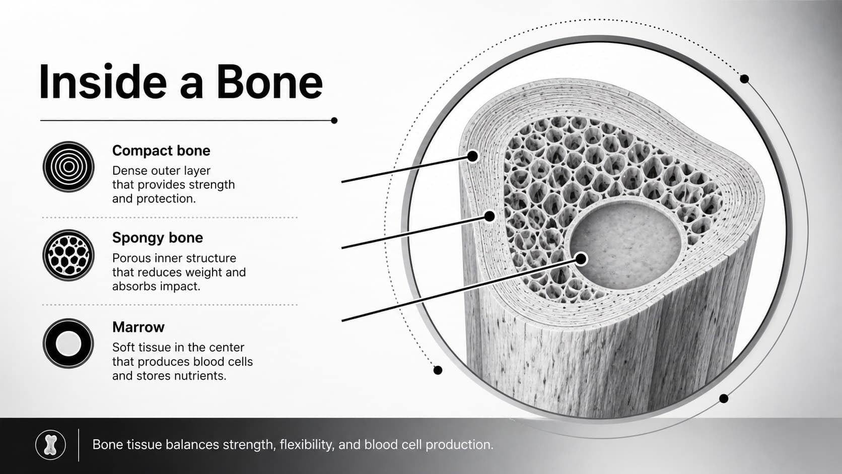 Bone structure slide explaining compact bone, spongy bone, marrow, and blood cell production.