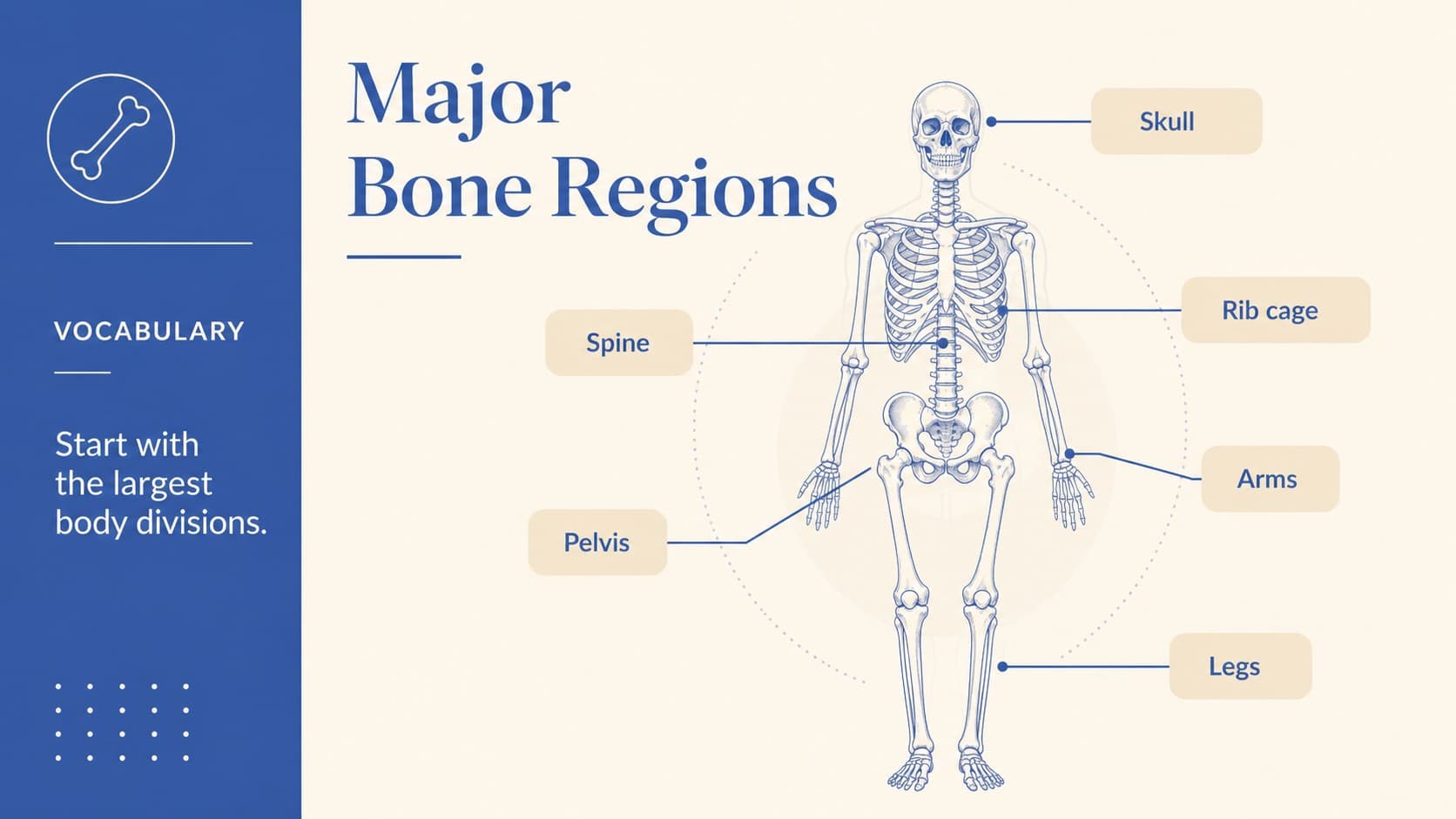 Bone anatomy classroom slide labeling the major regions of a human skeleton.