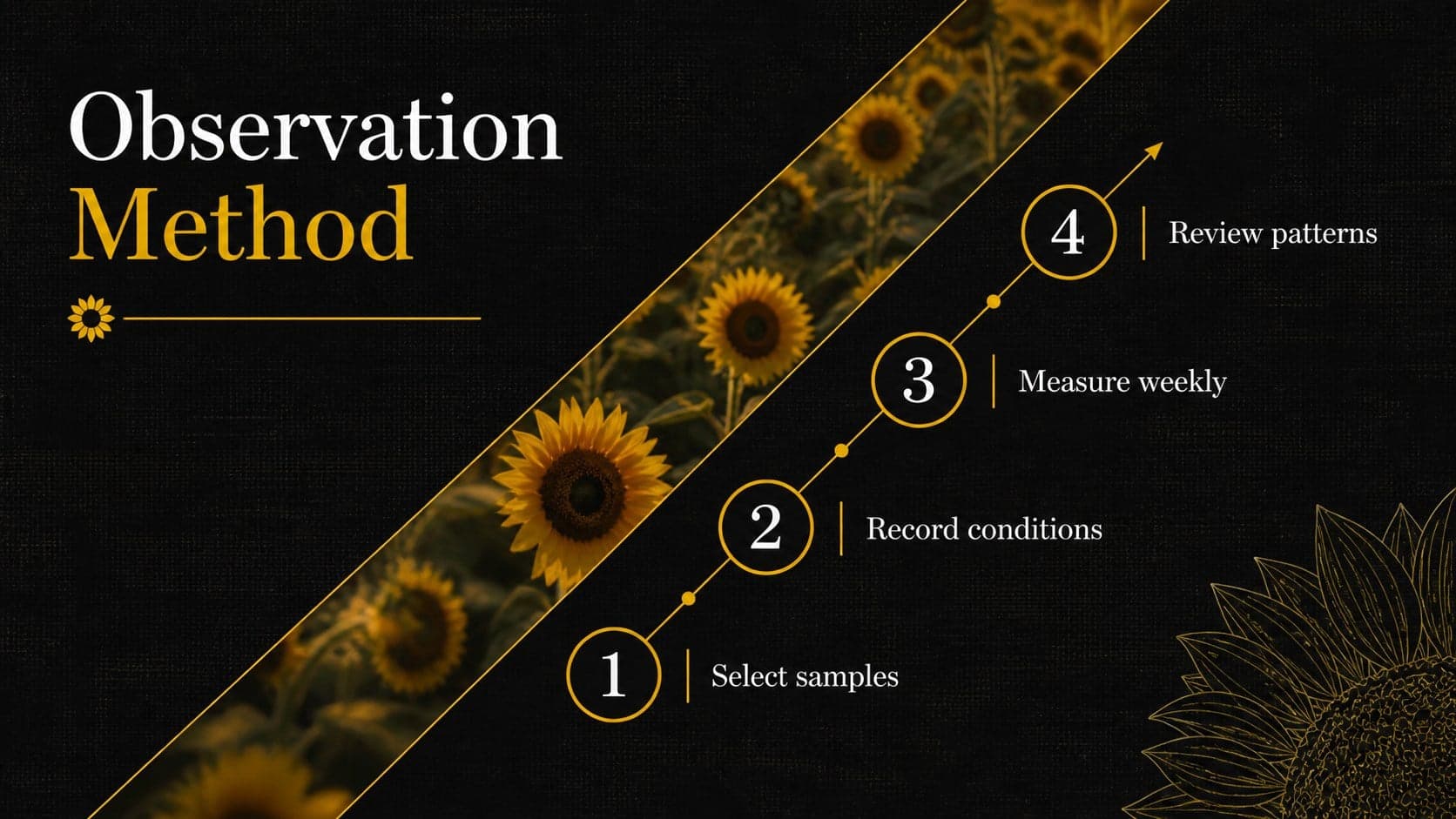Botanical research project slide deck layout with a four-step observation method.
