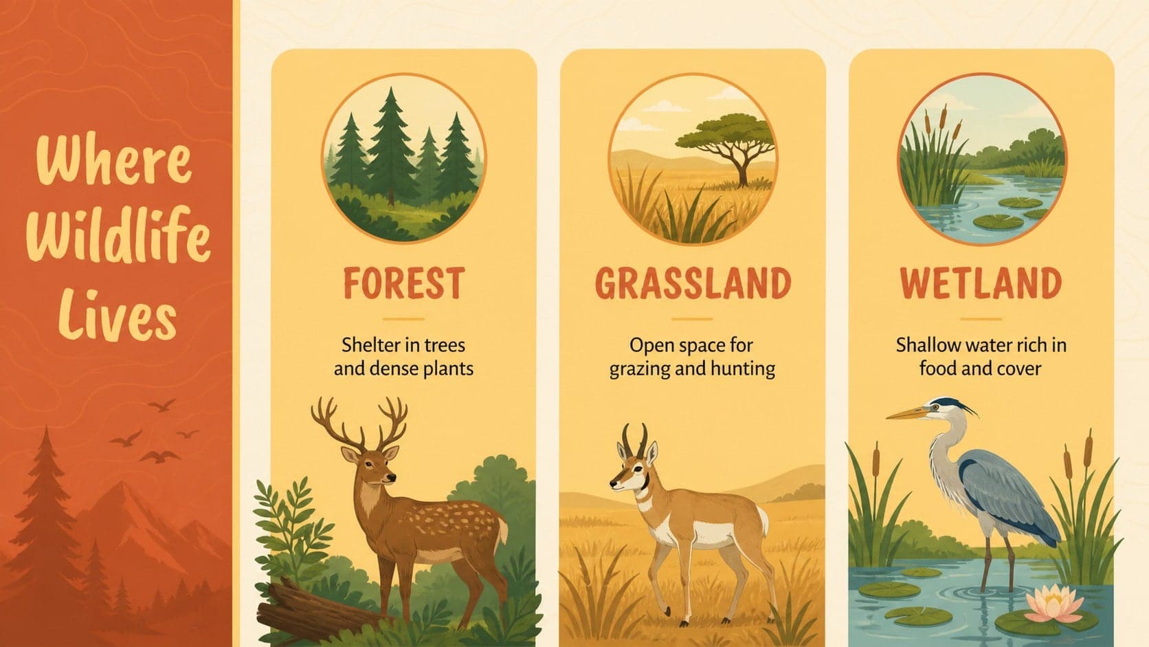 Animal habitat infographic for students comparing forest, grassland, and wetland wildlife.