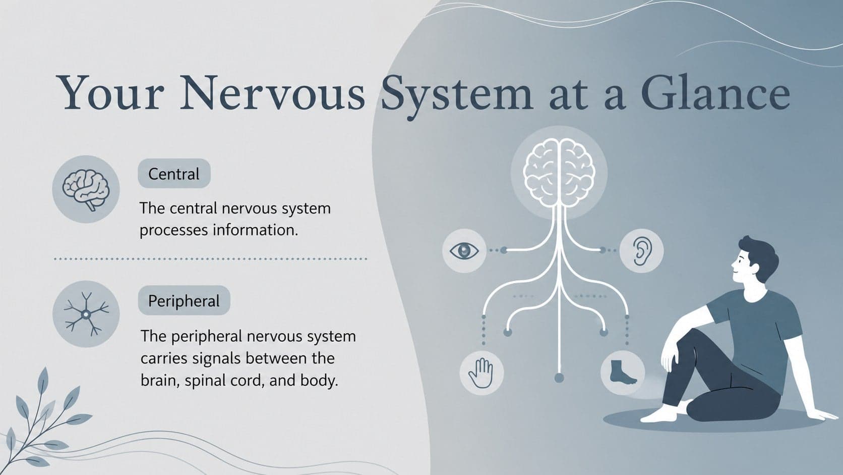 Educational nervous system overview slide with central and peripheral system diagrams.